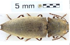 Foto (Dorsalansicht) von Agrypnus major (NHMW-ZOO-COL-0008114)